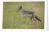 Black Backed Jackal (Canis mesomelas), Masai Mara, Kenya by Anonymous