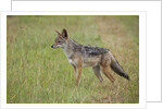 Black Backed Jackal (Canis mesomelas), Masai Mara, Kenya by Anonymous