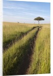Road on savannah and Acacia, Masai Mara, Kenya by Anonymous