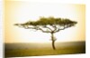 Acacia, Masai Mara, Kenya by Anonymous