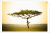 Acacia, Masai Mara, Kenya by Anonymous