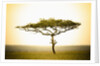 Acacia, Masai Mara, Kenya by Anonymous