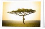 Acacia, Masai Mara, Kenya by Anonymous