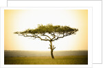Acacia, Masai Mara, Kenya by Anonymous