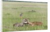 Cheetah (Acynonix jubatus) with Impala kill by Anonymous