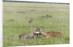 Cheetah (Acynonix jubatus) with Impala kill by Anonymous