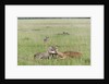Cheetah (Acynonix jubatus) with Impala kill by Anonymous
