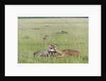 Cheetah (Acynonix jubatus) with Impala kill by Anonymous