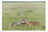 Cheetah (Acynonix jubatus) with Impala kill by Anonymous