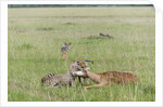 Cheetah (Acynonix jubatus) with Impala kill by Anonymous