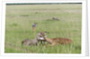 Cheetah (Acynonix jubatus) with Impala kill by Anonymous