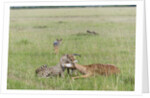 Cheetah (Acynonix jubatus) with Impala kill by Anonymous