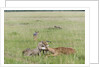 Cheetah (Acynonix jubatus) with Impala kill by Anonymous