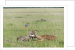 Cheetah (Acynonix jubatus) with Impala kill by Anonymous