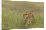 Lioness (Panthera leo), Masai Mara, Kenya by Anonymous