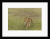 Lioness (Panthera leo), Masai Mara, Kenya by Anonymous