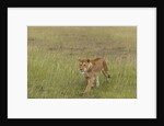 Lioness (Panthera leo), Masai Mara, Kenya by Anonymous