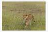 Lioness (Panthera leo), Masai Mara, Kenya by Anonymous