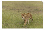 Lioness (Panthera leo), Masai Mara, Kenya by Anonymous
