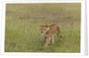 Lioness (Panthera leo), Masai Mara, Kenya by Anonymous