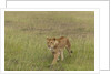 Lioness (Panthera leo), Masai Mara, Kenya by Anonymous