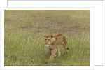 Lioness (Panthera leo), Masai Mara, Kenya by Anonymous
