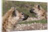 Spotted Hyena (Crocuta crocuta), Masai Mara, Kenya by Anonymous