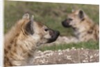 Spotted Hyena (Crocuta crocuta), Masai Mara, Kenya by Anonymous
