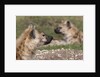 Spotted Hyena (Crocuta crocuta), Masai Mara, Kenya by Anonymous