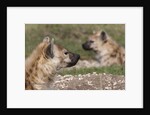 Spotted Hyena (Crocuta crocuta), Masai Mara, Kenya by Anonymous