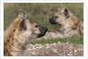Spotted Hyena (Crocuta crocuta), Masai Mara, Kenya by Anonymous