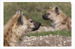 Spotted Hyena (Crocuta crocuta), Masai Mara, Kenya by Anonymous