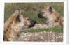 Spotted Hyena (Crocuta crocuta), Masai Mara, Kenya by Anonymous