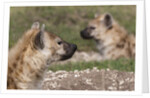 Spotted Hyena (Crocuta crocuta), Masai Mara, Kenya by Anonymous