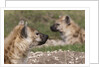 Spotted Hyena (Crocuta crocuta), Masai Mara, Kenya by Anonymous