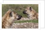 Spotted Hyena (Crocuta crocuta), Masai Mara, Kenya by Anonymous