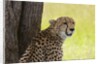 Cheetah (Acynonix jubatus), Masai Mara, Kenya by Anonymous