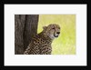 Cheetah (Acynonix jubatus), Masai Mara, Kenya by Anonymous