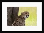 Cheetah (Acynonix jubatus), Masai Mara, Kenya by Anonymous
