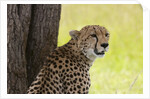 Cheetah (Acynonix jubatus), Masai Mara, Kenya by Anonymous