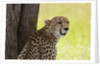 Cheetah (Acynonix jubatus), Masai Mara, Kenya by Anonymous