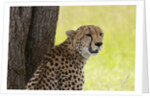 Cheetah (Acynonix jubatus), Masai Mara, Kenya by Anonymous