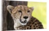 Cheetah (Acynonix jubatus), Masai Mara, Kenya by Anonymous