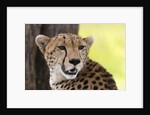 Cheetah (Acynonix jubatus), Masai Mara, Kenya by Anonymous