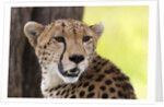 Cheetah (Acynonix jubatus), Masai Mara, Kenya by Anonymous