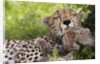 Cheetah (Acinonyx jubatus) and cub, Masai Mara, Kenya by Anonymous