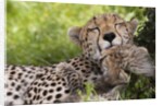 Cheetah (Acinonyx jubatus) and cub, Masai Mara, Kenya by Anonymous