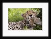Cheetah (Acinonyx jubatus) and cub, Masai Mara, Kenya by Anonymous