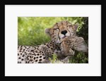 Cheetah (Acinonyx jubatus) and cub, Masai Mara, Kenya by Anonymous