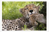Cheetah (Acinonyx jubatus) and cub, Masai Mara, Kenya by Anonymous